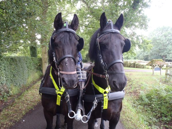 Hartland Hi-Tech Bridle