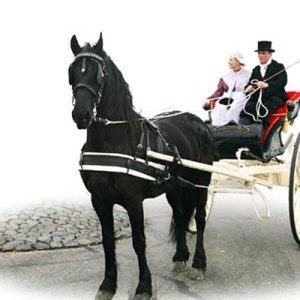 Friesian Harness 1