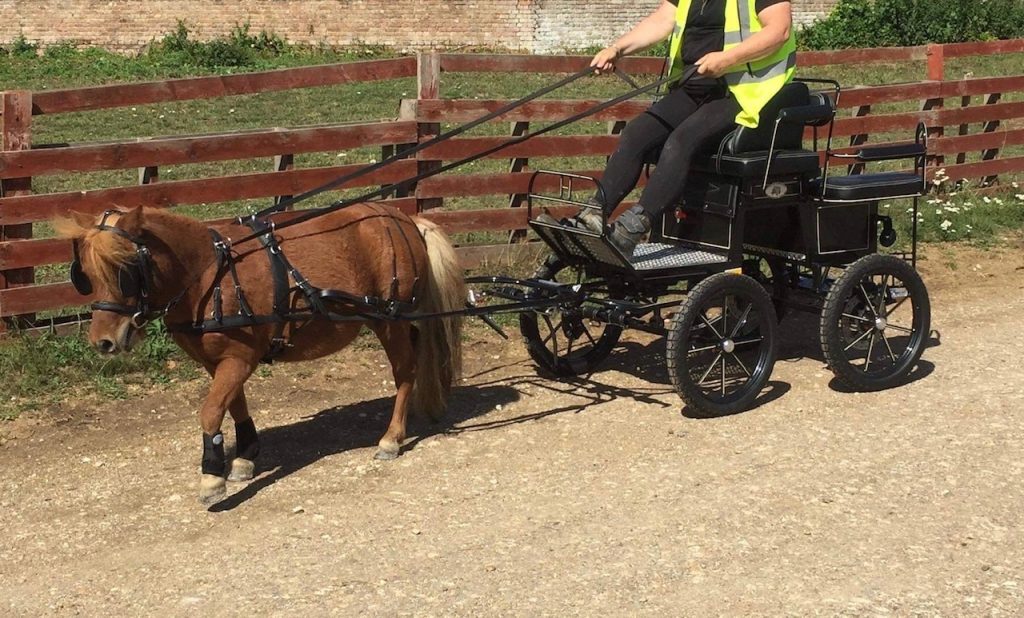 Harnais d'attelage pour mini et shetland et shetland